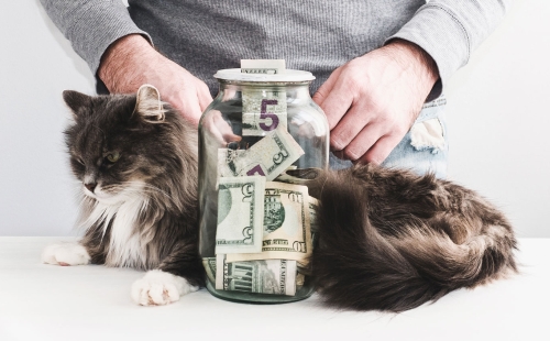 Why Every Veterinary Practice Should Offer Financing Options