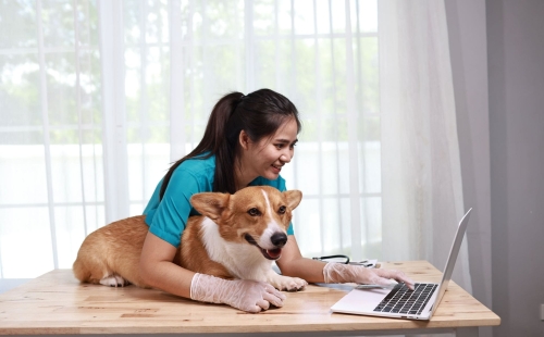 Veterinary Analytics