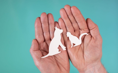 Pet Wellness