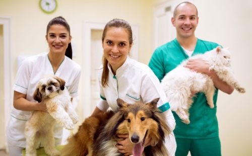 Veterinary Success