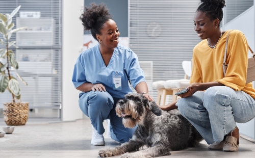 veterinary client communication