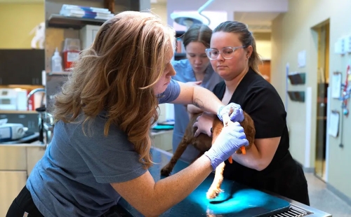 Stonebrook Family Pet Clinic
