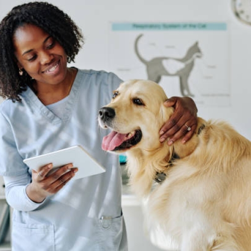 Vet and dog
