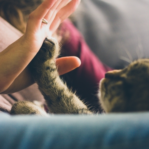 Cat touching a hand