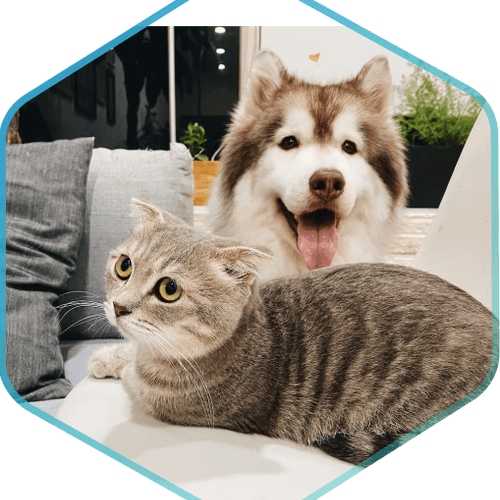 myBalto Foundation
