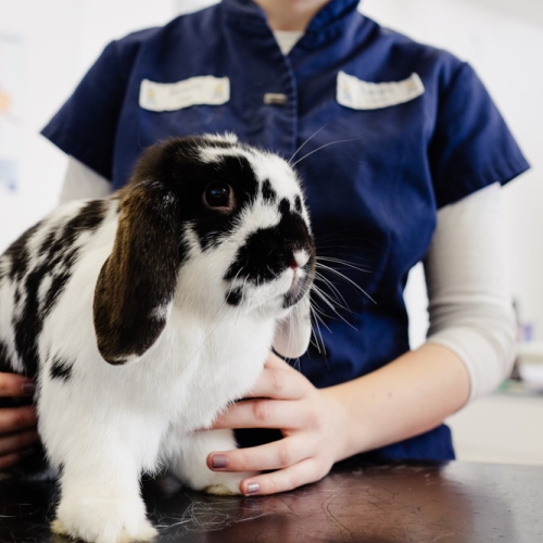 PetPlan