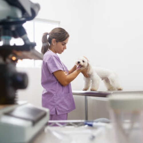 Midwest Veterinary Lab