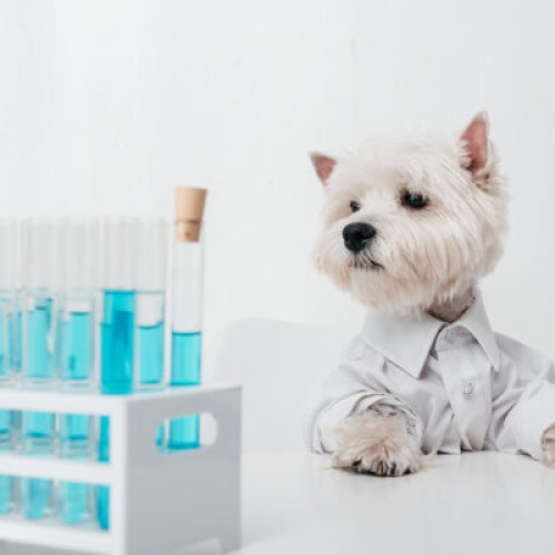 Midwest Veterinary Lab