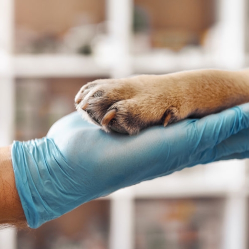 National Bio Vet Laboratory 