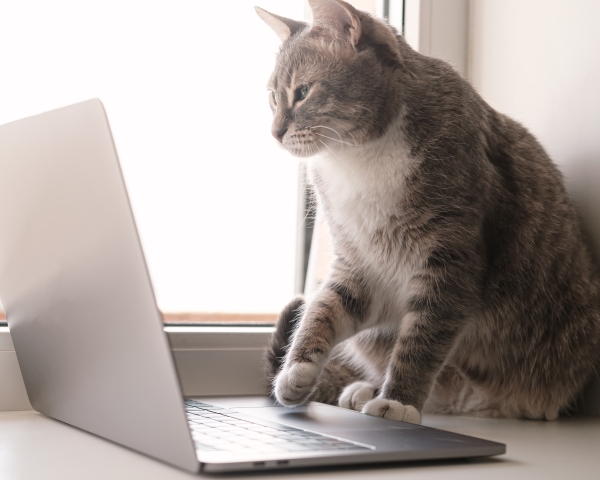 Cloud based veterinary software