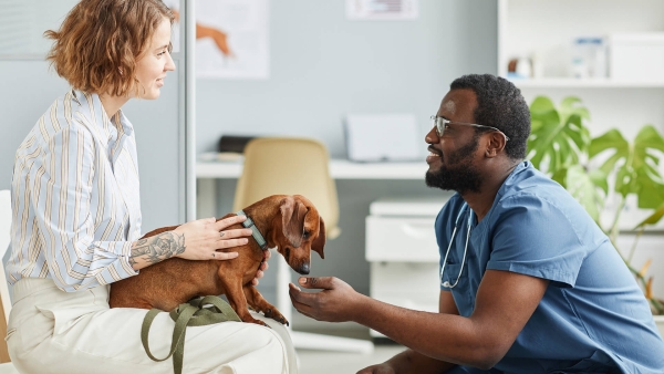 Veterinarian talking to a pet owner holding a dachshund dog in a veterinary office.