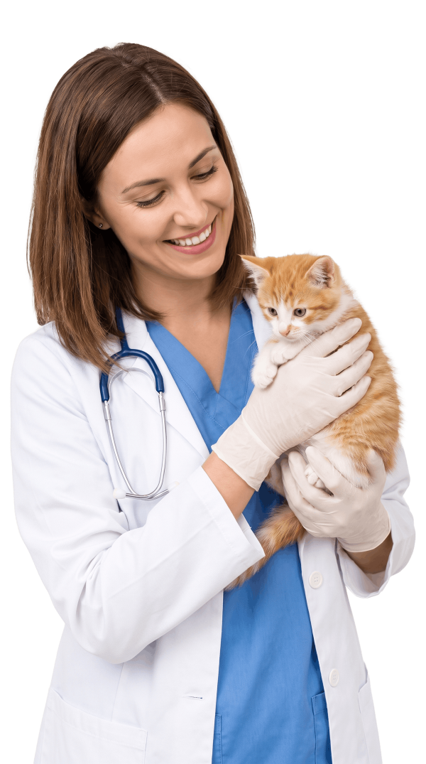 vet kitten