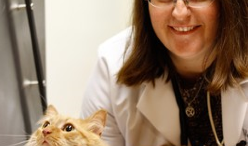 Cloud based veterinary software