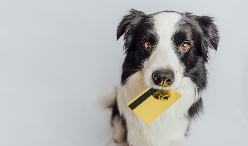 cloud based veterinary software