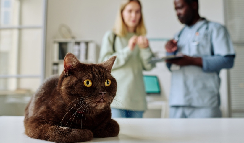 veterinarian difficult client conversation
