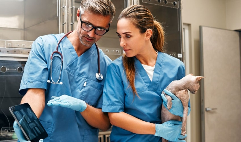 Two veterinarians looking at x-rays