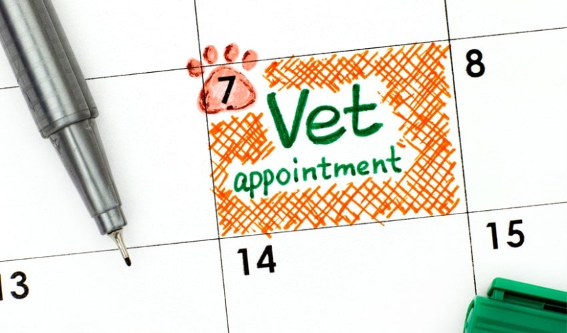 Vet appointment marked in calendar