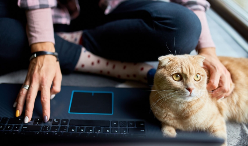 Enhancing Veterinary Client Communication with Online Portals