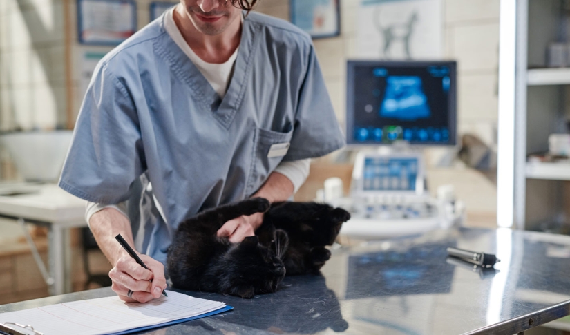 Optimizing Surgical Workflows: Best Practices for Improving Veterinary Efficiency