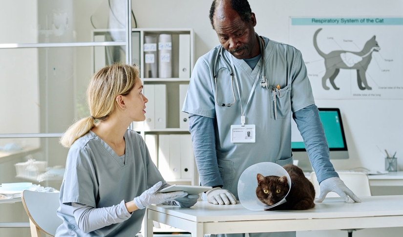 Veterinarian Team Learning
