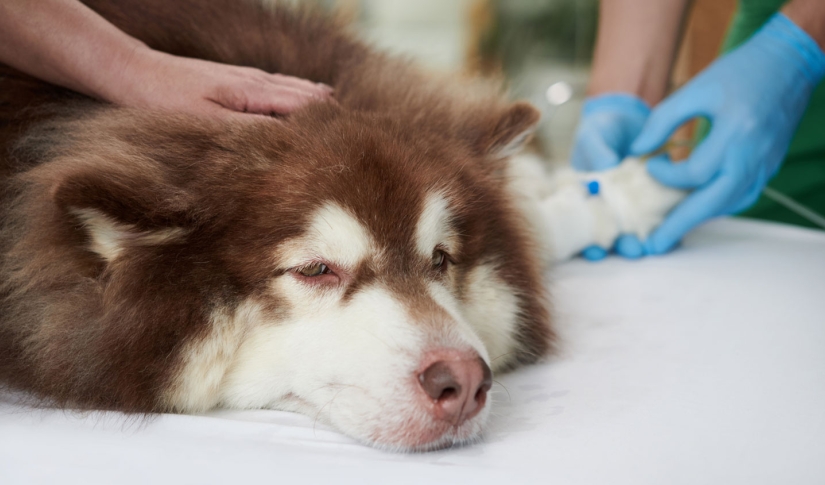 Sick Dog Getting Treatment
