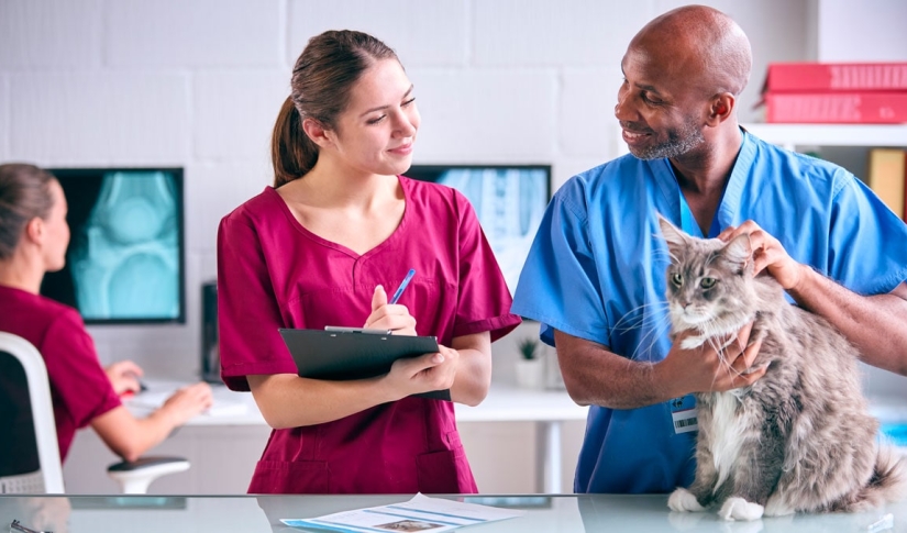 Delegating Veterinary Tasks for Team Efficiency
