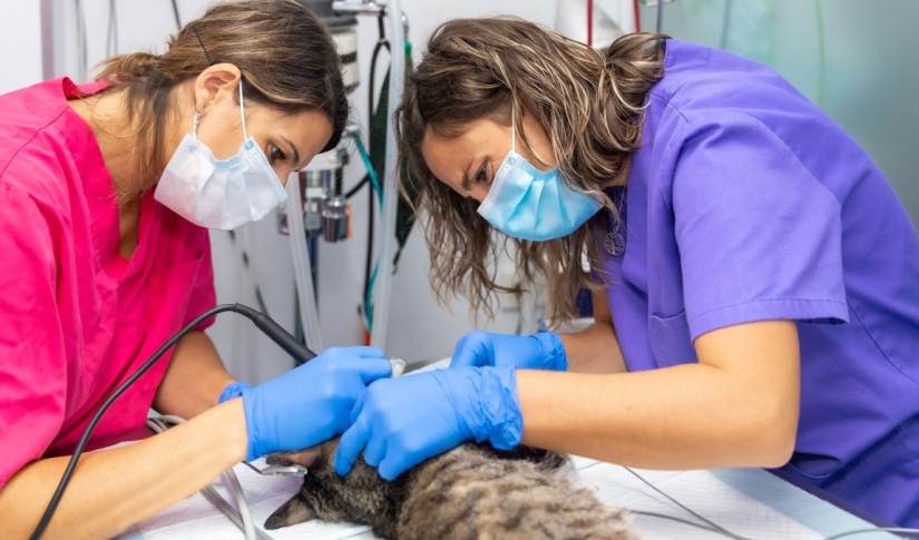 Veterinary Emergency Preparedness: Creating a Plan
