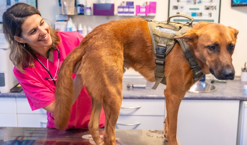 Vet Fearful dog