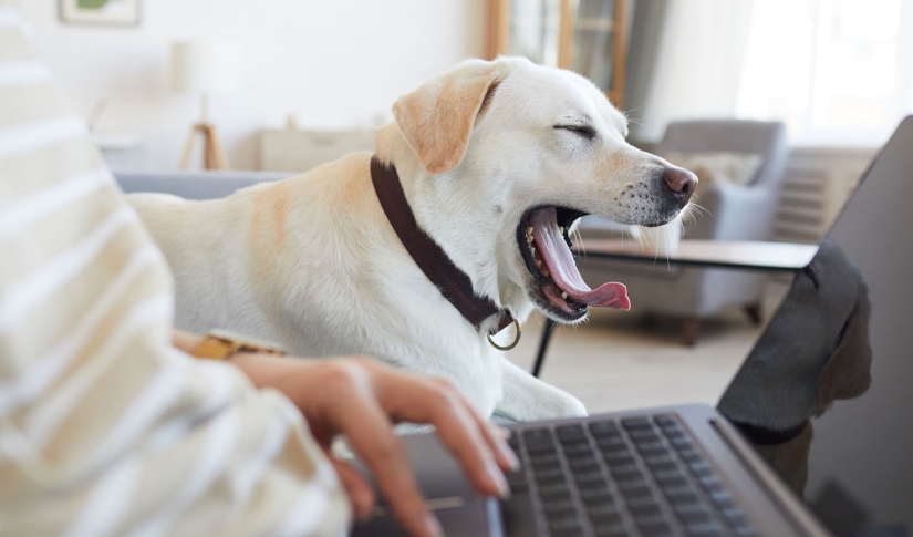 Dog Yawn