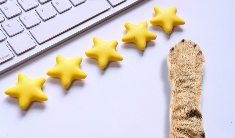 Cat Google reviews