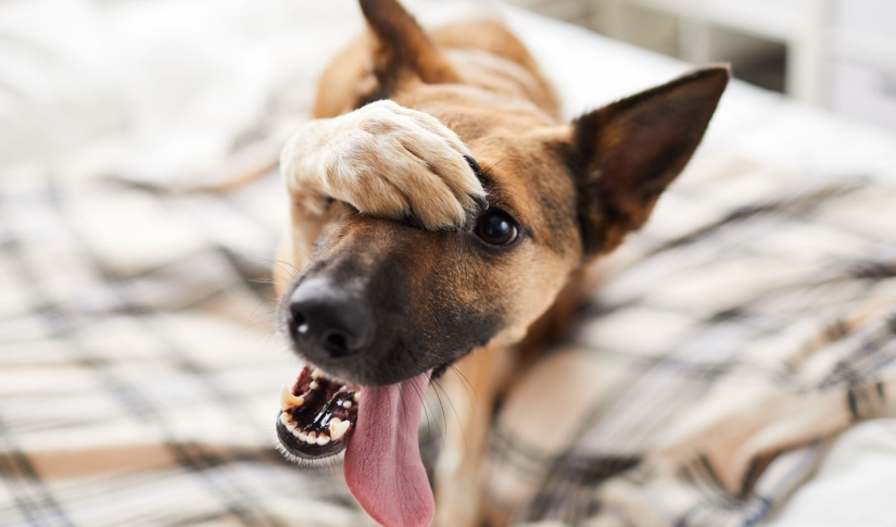 Ashamed Dog