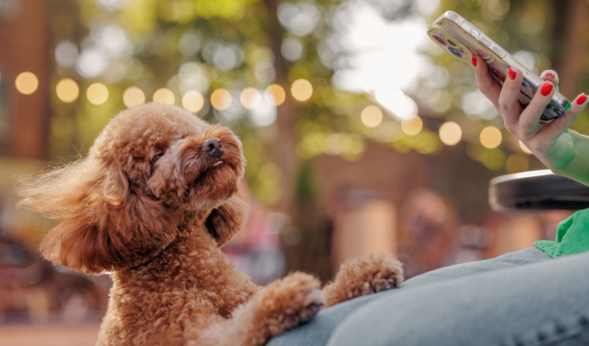 Marketing for vet practices