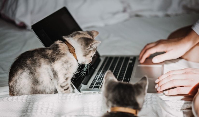 Veterinary Website