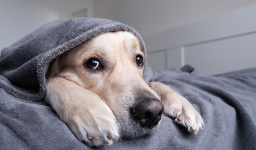 Dog under covers