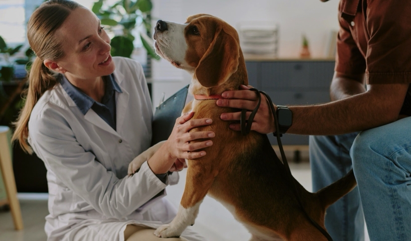 Preventive Care The Secret to Increasing Veterinary Practice Revenue