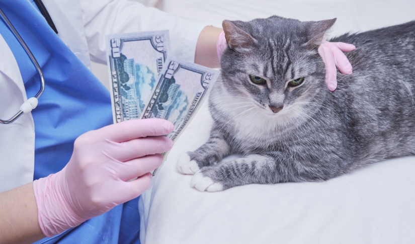 cat Payment