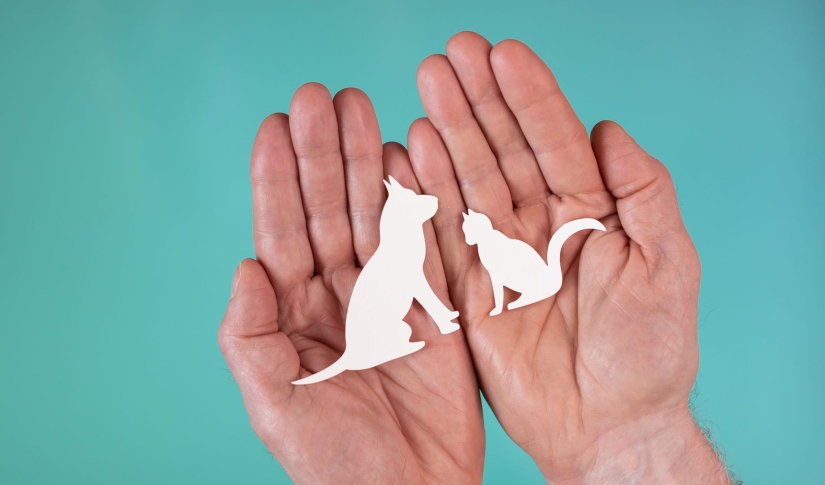 Pet Wellness