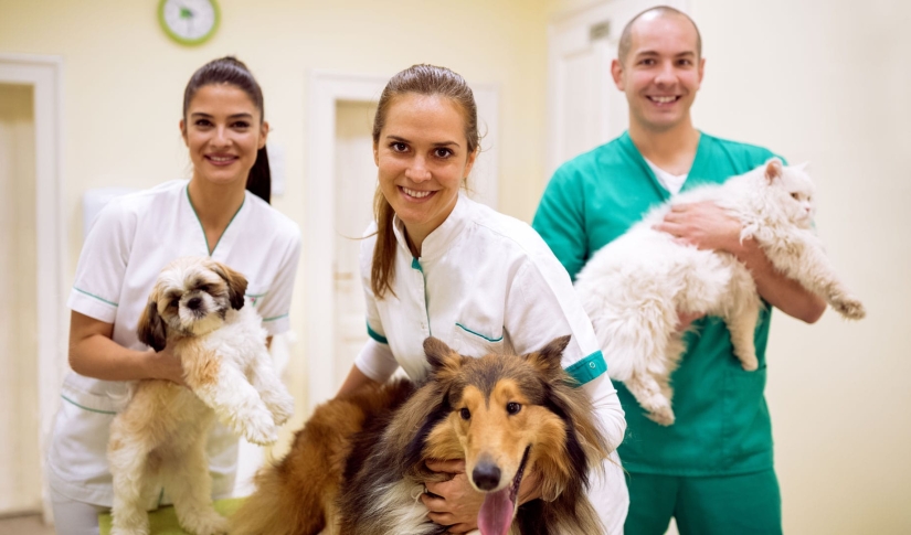 Veterinary Success