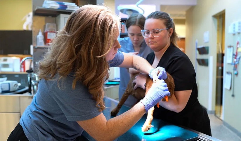 Stonebrook Family Pet Clinic