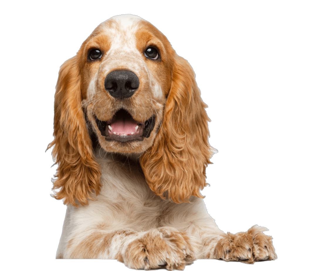 Happy Dog